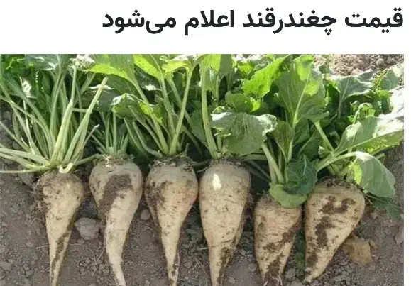 فروش چغندر|حراج|تربت جام, شاهد|دیوار