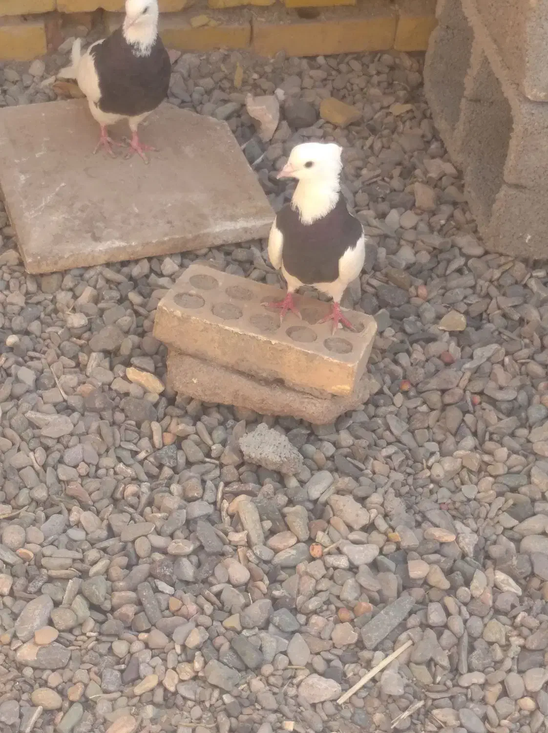 کبوتر|پرنده|کشکوئیه, |دیوار