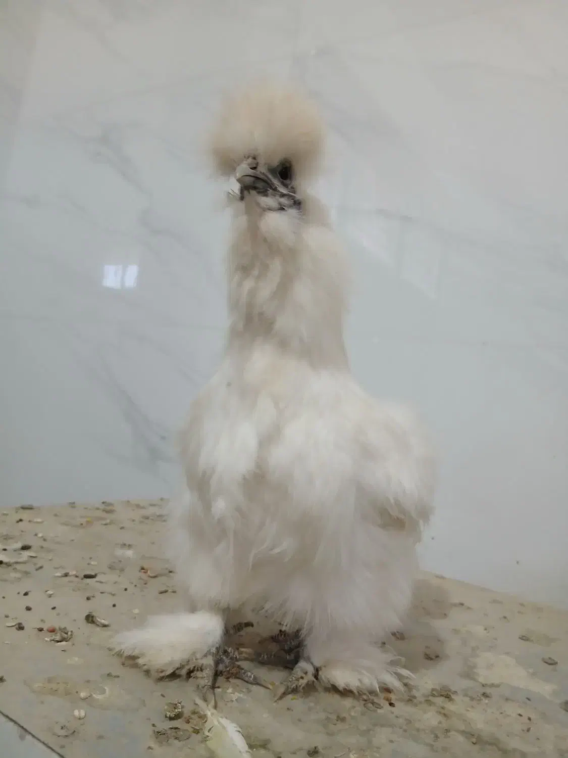 مرغ ابریشمی تخم گذار|حیوانات مزرعه|لنجان, |دیوار