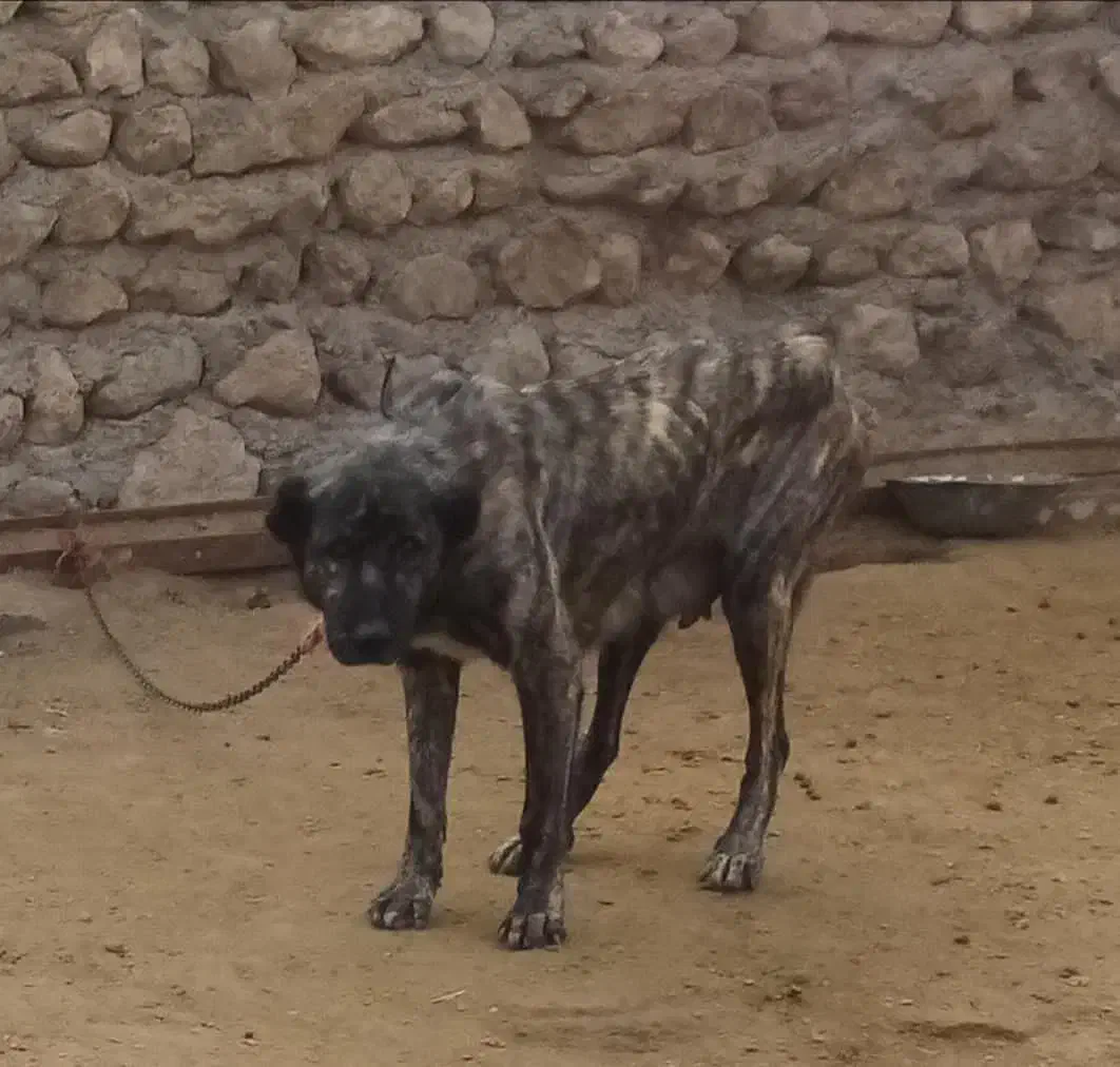 سگ ماده گم شده|حیوانات|ساوه, |دیوار