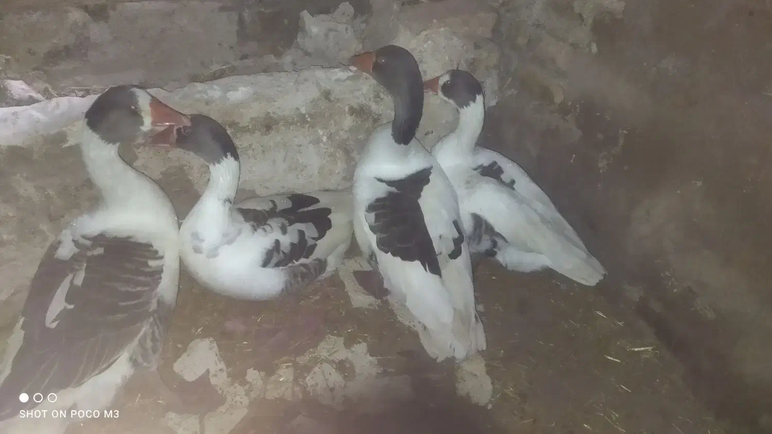 غاز|حیوانات مزرعه|بشاریات, |دیوار