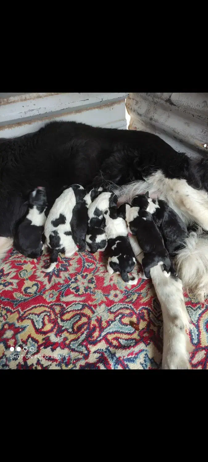 سگ قهدریجانی ماده|سگ|ایوان, |دیوار