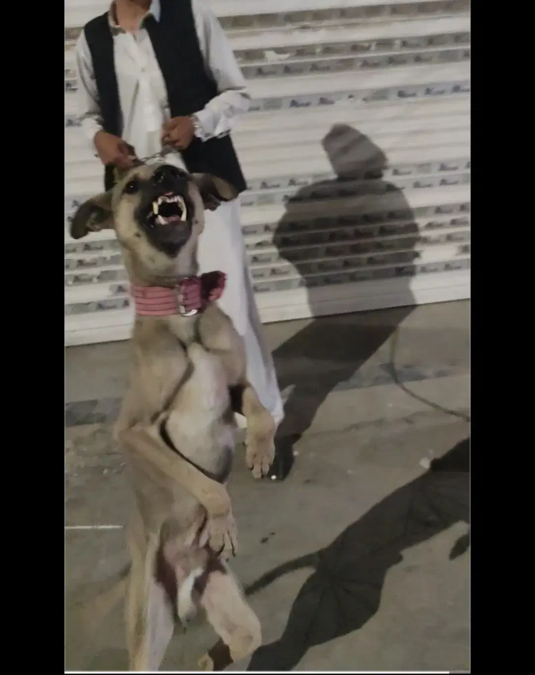 سگ نگهبان نر|سگ|ایرانشهر, |دیوار