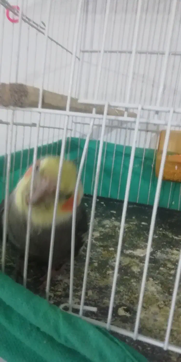 پرنده عروس هلندی نر آماده زرنگ|پرنده|کورین, |دیوار