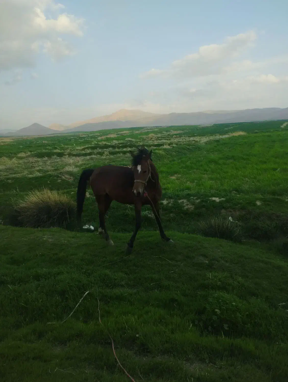 اسب مادیون با کره پنج ماهه نریون|اسب و تجهیزات اسب‌سواری|سیلاخور, |دیوار