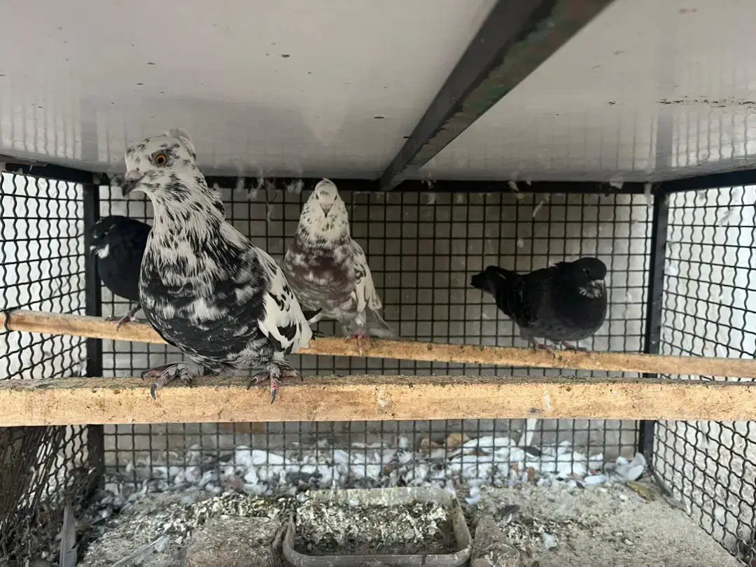 کبوتر به شرط|پرنده|دماوند, گیلاوند|دیوار