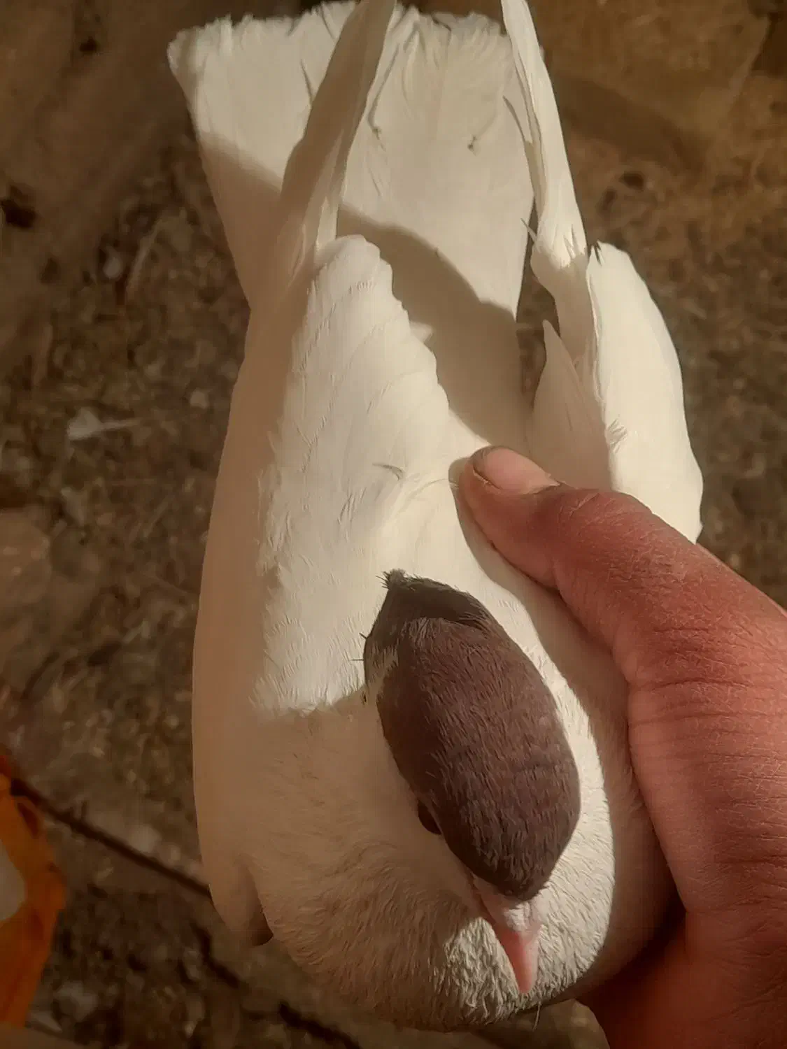 کفتر پرشی|پرنده|تربتحیدریه, بالا ولایت|دیوار