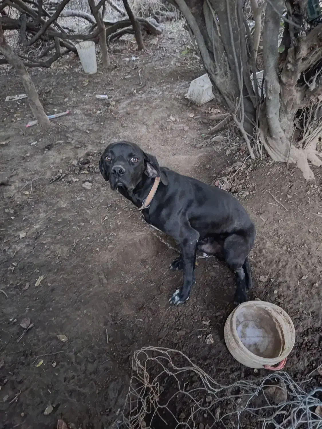 توله سگ|سگ|گلی داغ, |دیوار