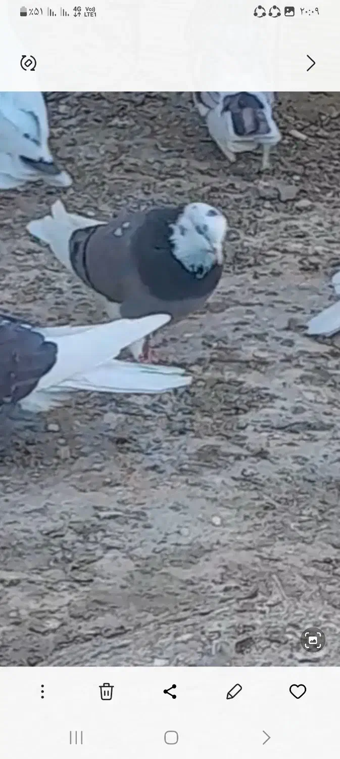 این کفتر یک هفته پیش باخت رفته دست|پرنده|گیان, |دیوار