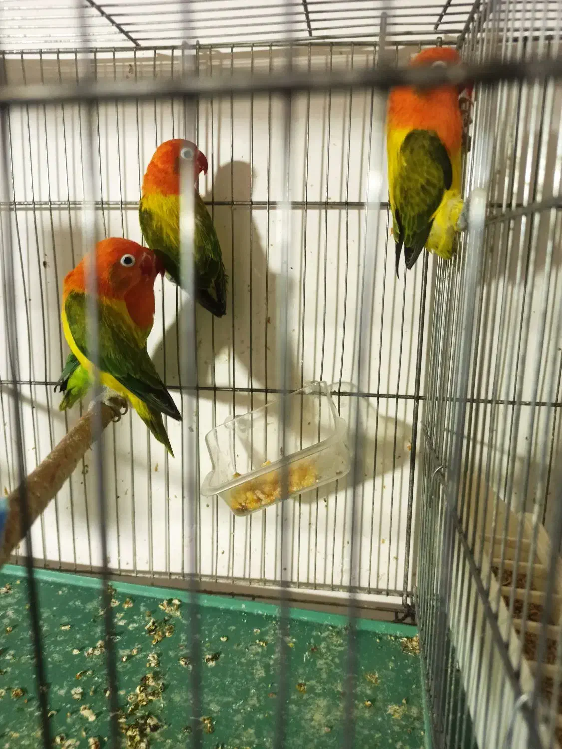 طوطی برزیلی گلد|پرنده|سمنان, |دیوار