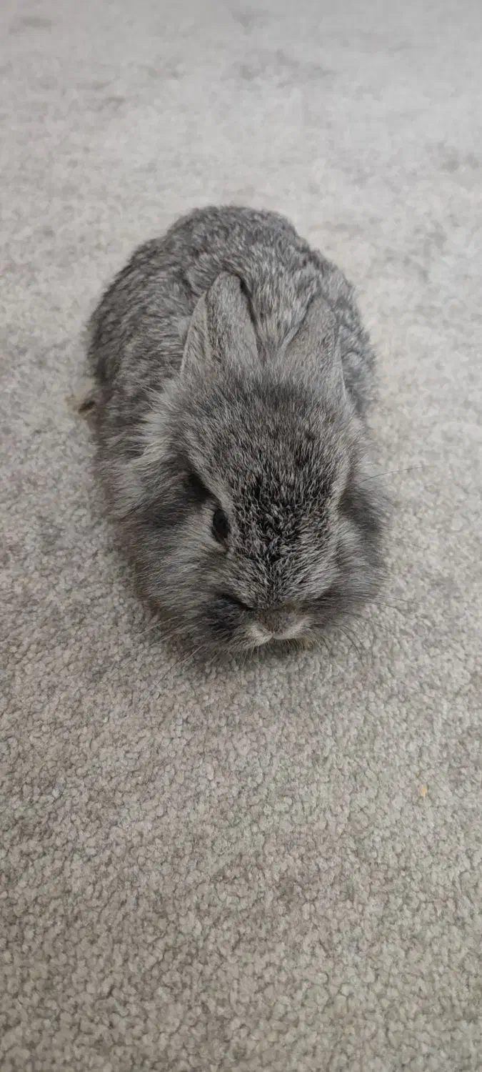 خرگوش لوپ بامزه (اهلی)|موش و خرگوش|تبریز, |دیوار