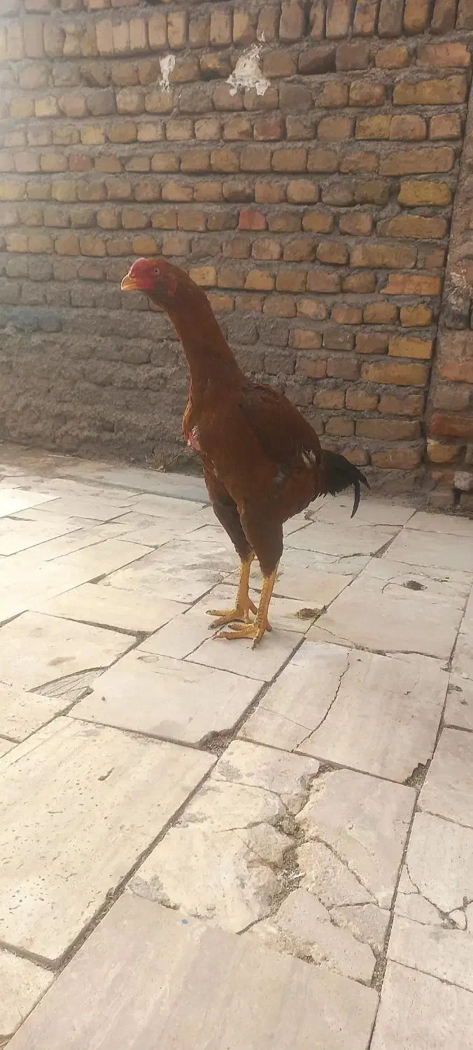 جوجه خروس|حیوانات مزرعه|بوئین زهرا, |دیوار