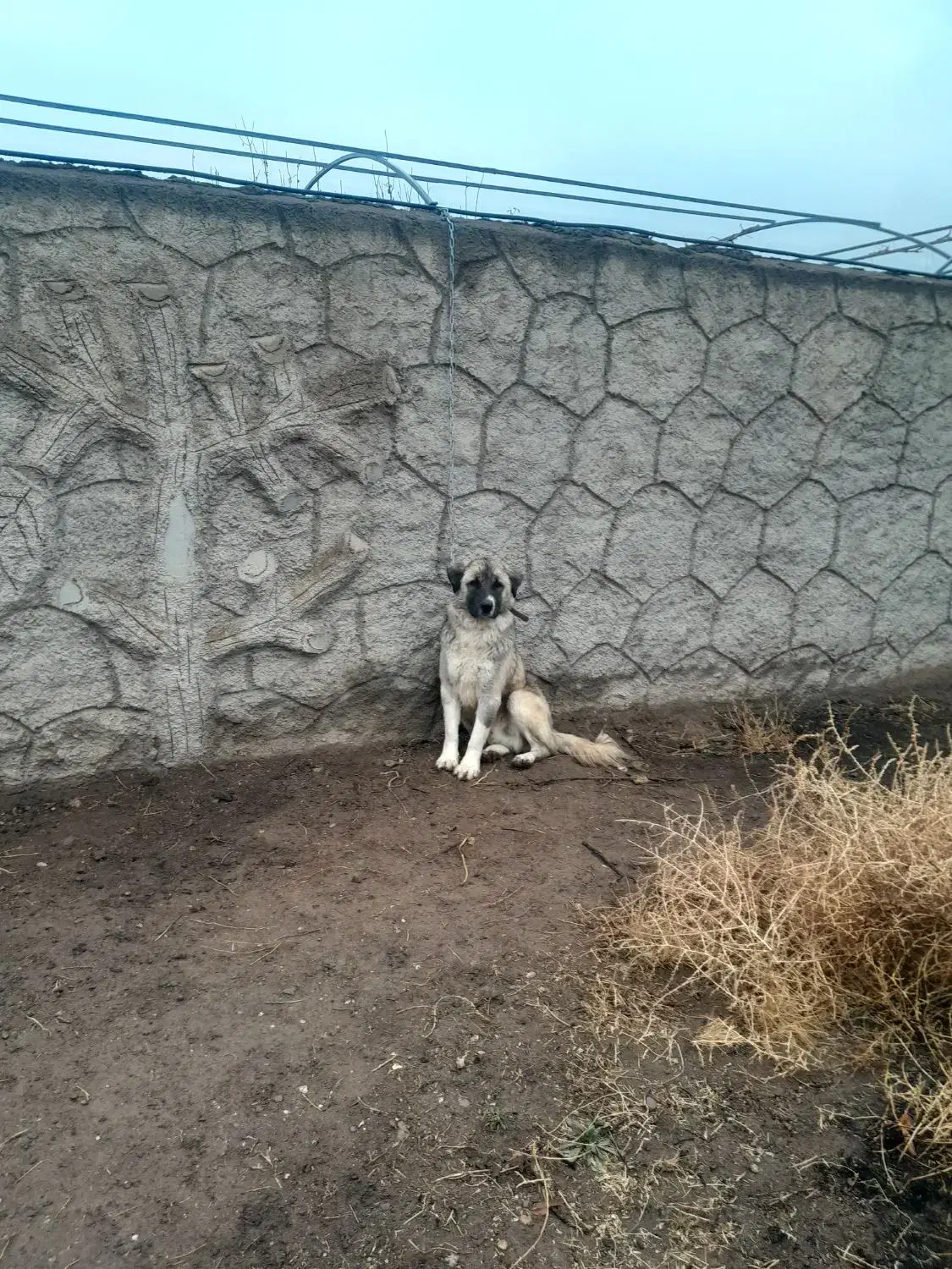 زات قدیم سرابی رایگان|سگ|تبریز, |دیوار