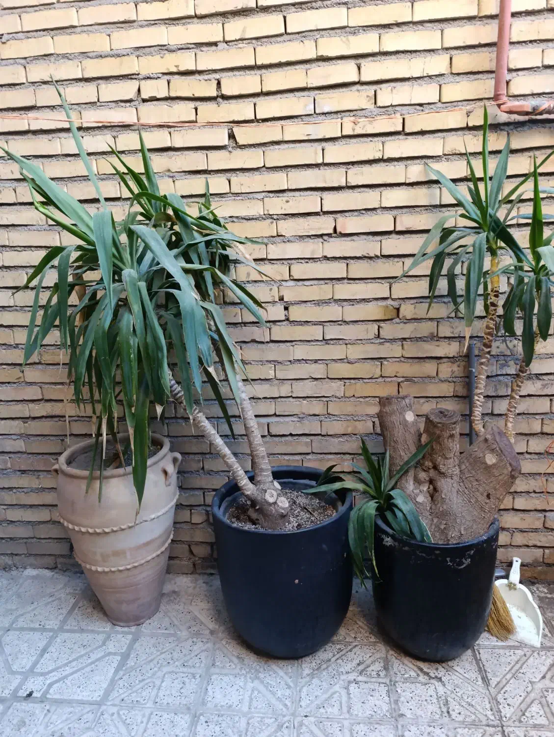 دوعددگل طبیعی|گل و گیاه طبیعی|مشهد, اروند|دیوار