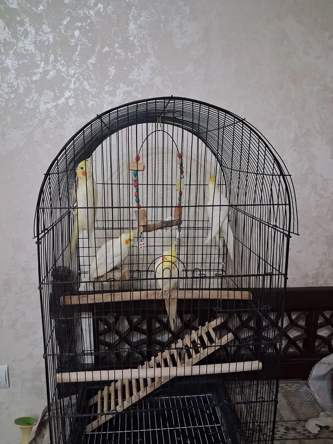 چهار عروس هلندی به همراه قفس بزرگ|پرنده|تهران, علیآباد|دیوار
