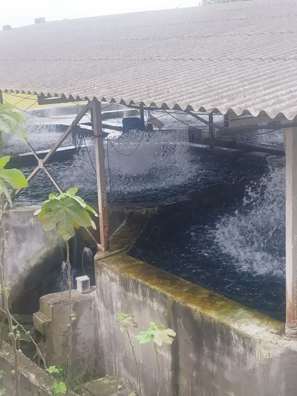 ماهی قزل الا|ماهی|آمل, |دیوار