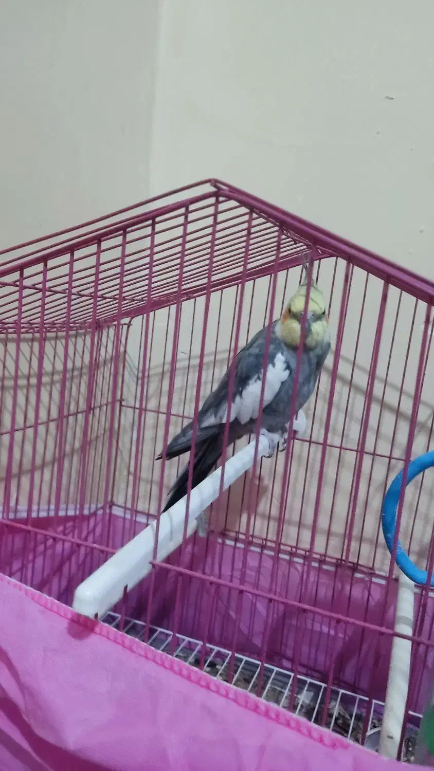 عروس هلندی|پرنده|شوشتر, |دیوار