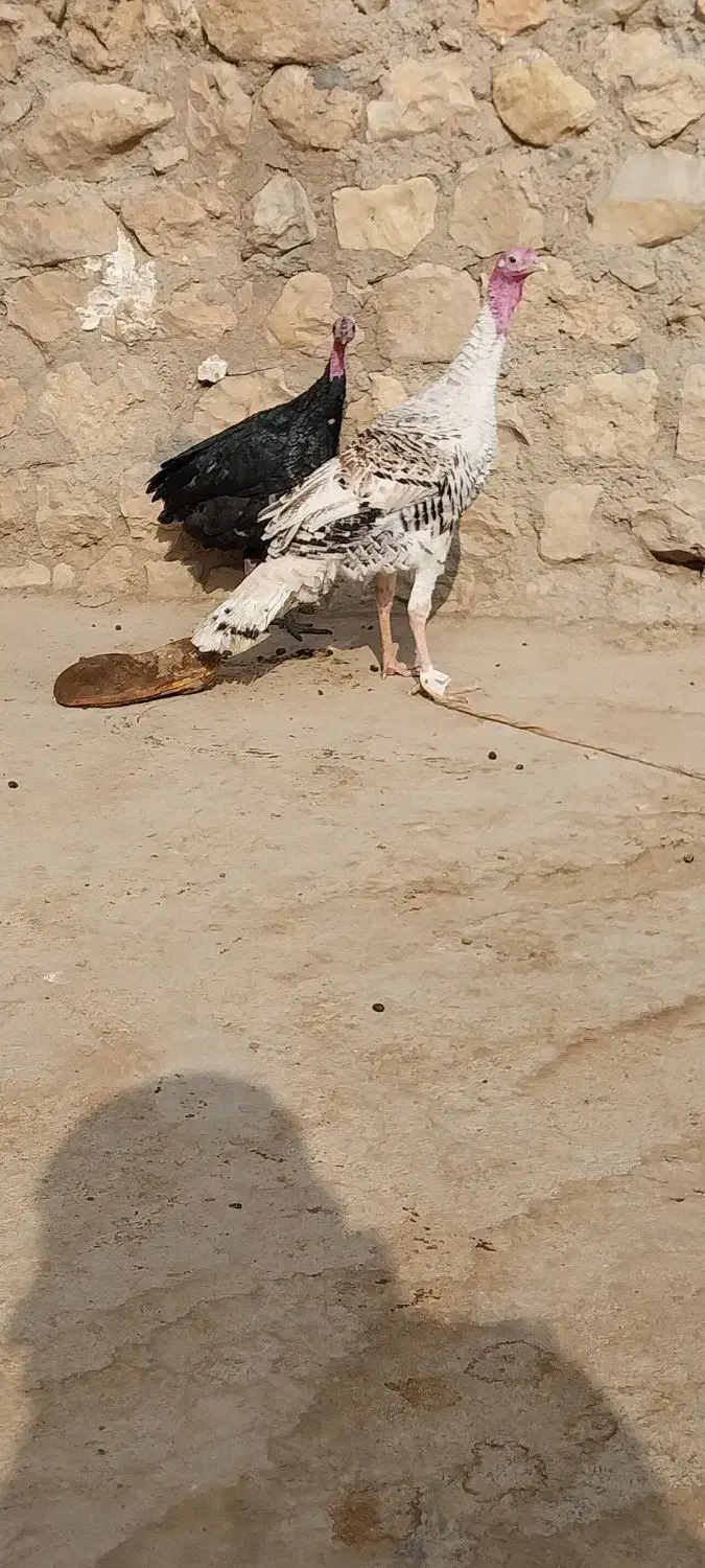 بوقلمون|حیوانات مزرعه|ماهیدشت, |دیوار