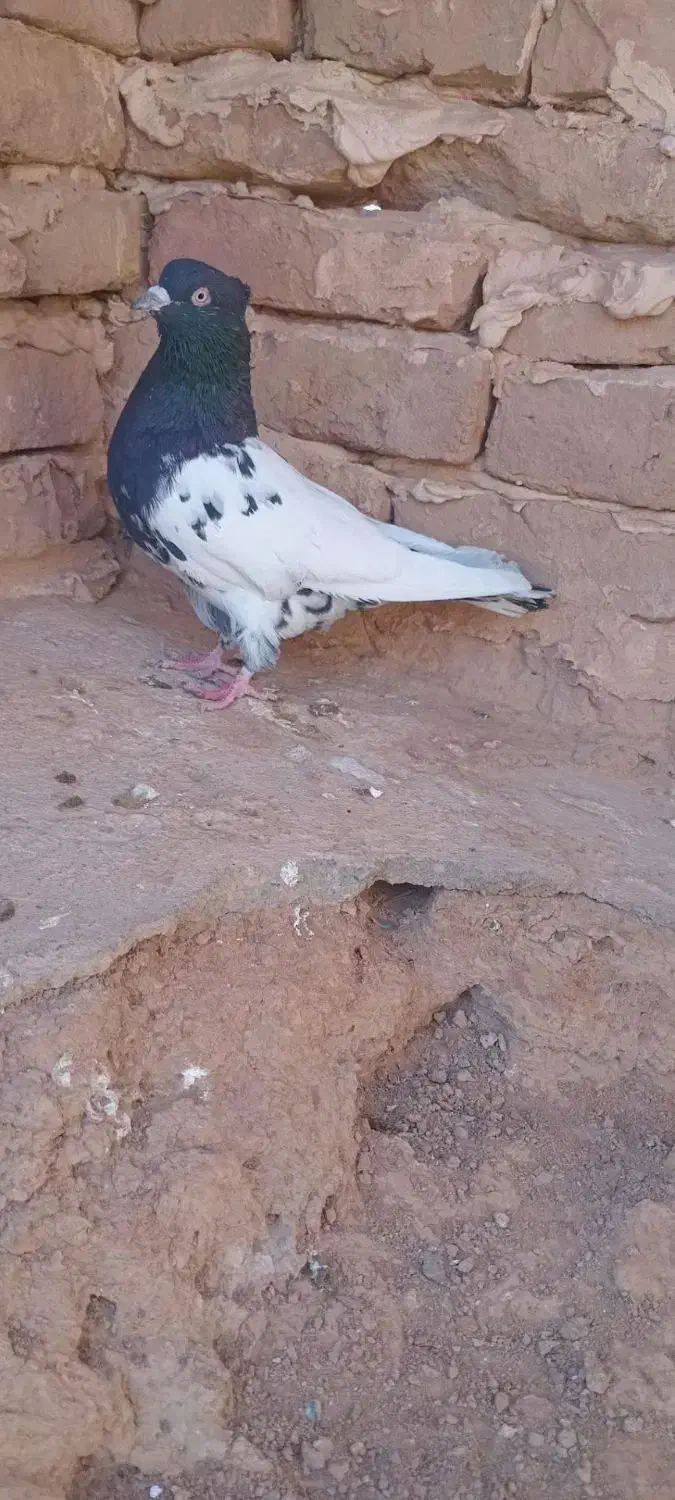 کفتر کله دم سیاه|پرنده|تربت جام, کشتارگاه|دیوار