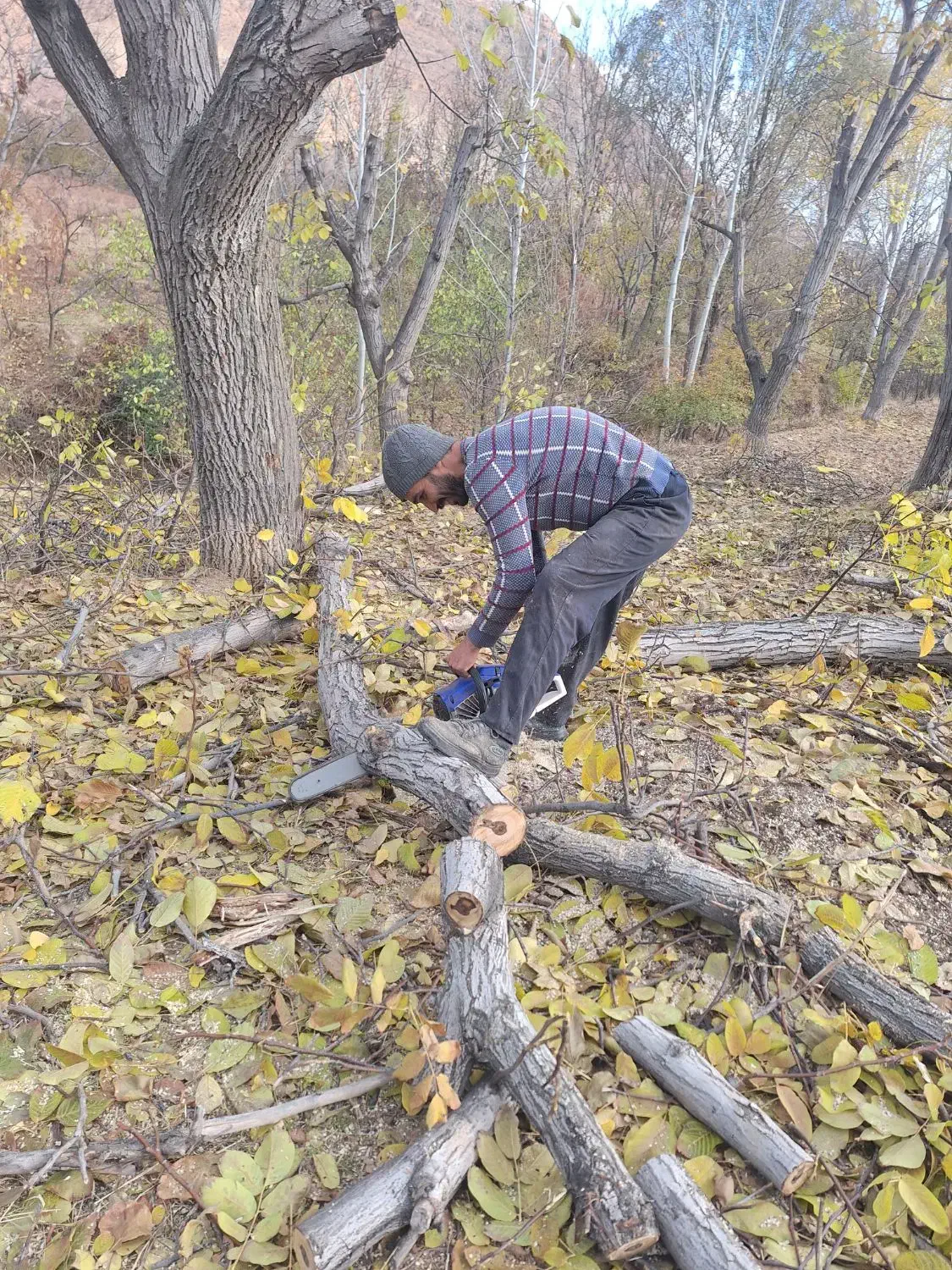 خرید چوب  باغ و زمین  و تیر سقفی|خدمات باغبانی و درختکاری|شیروان (خراسان), |دیوار