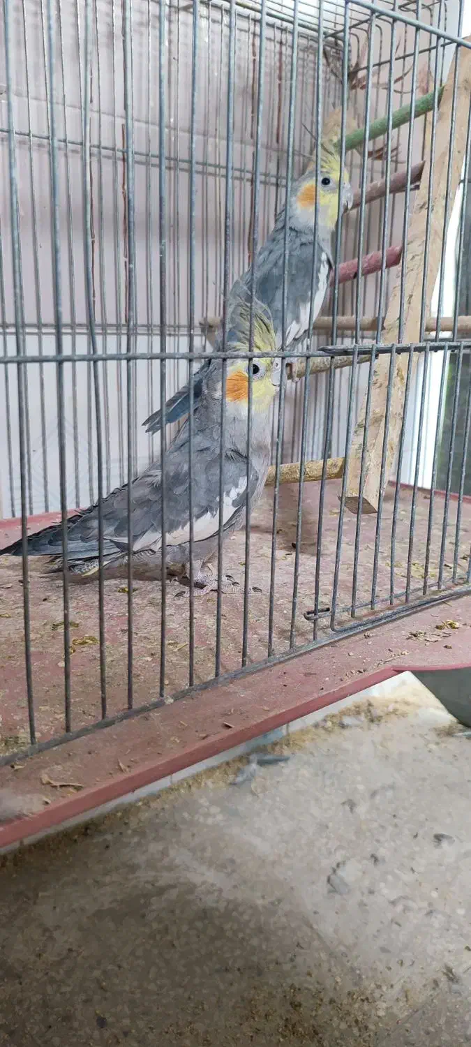 عروس هلندی جفت|پرنده|مرودشت, ابوذر شمالی|دیوار