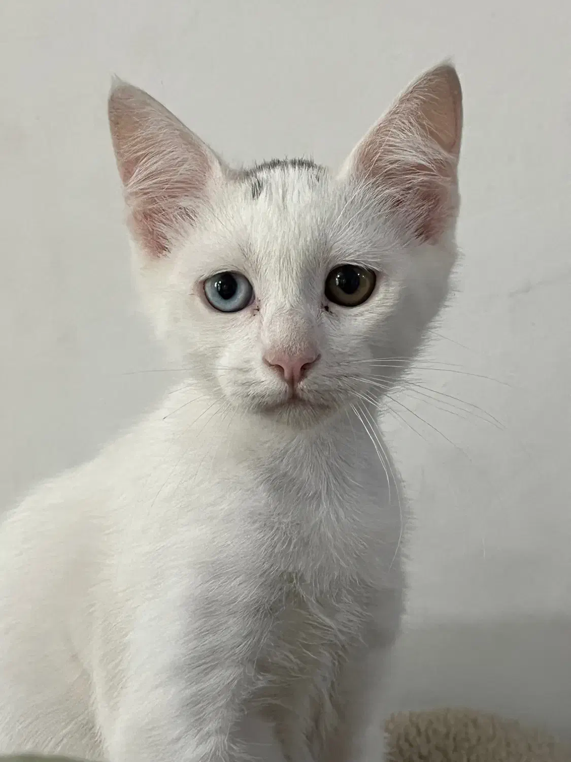 گربه نر|گربه|بندر گناوه, |دیوار