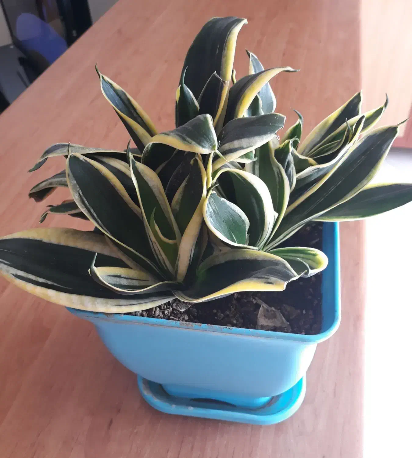 گل و گیاه سنسوریا|گل و گیاه طبیعی|فردیس, سرحدی|دیوار