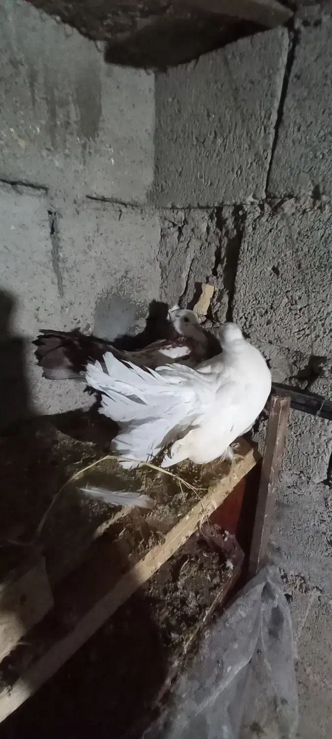 یک جفتکفتر دم چتر دو جفت زینتی چنتا پرشی ضمانتی|پرنده|رویان, |دیوار