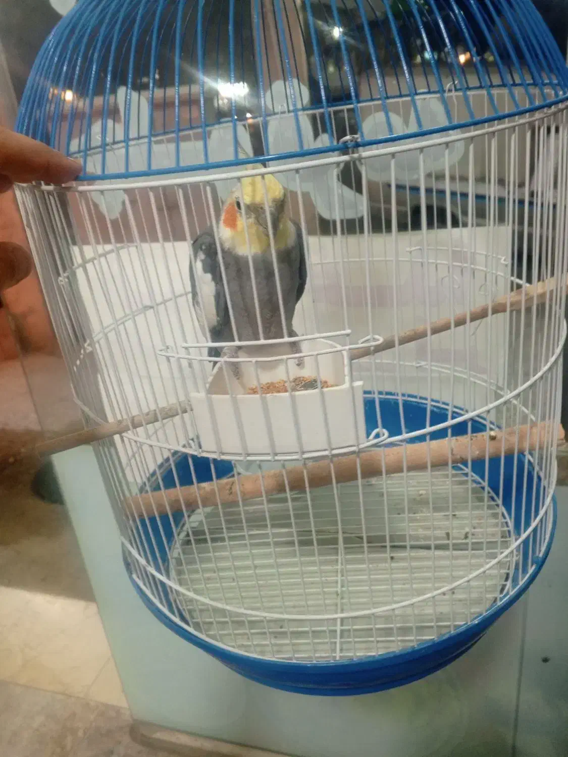 پرنده|پرنده|ماسال, |دیوار