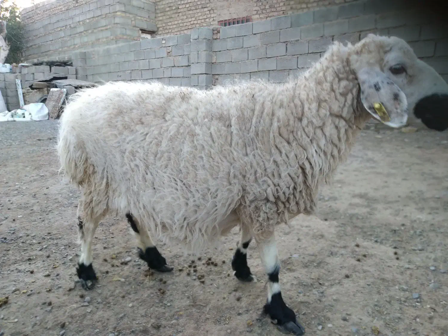 گوسفند سهقلو زاه است بفروش میرسه|حیوانات مزرعه|خمک, |دیوار