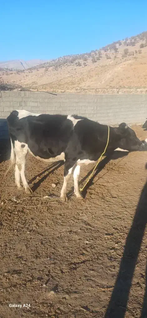 دوعدد گاو هلشتاین ابستن|حیوانات مزرعه|ویسیان, |دیوار