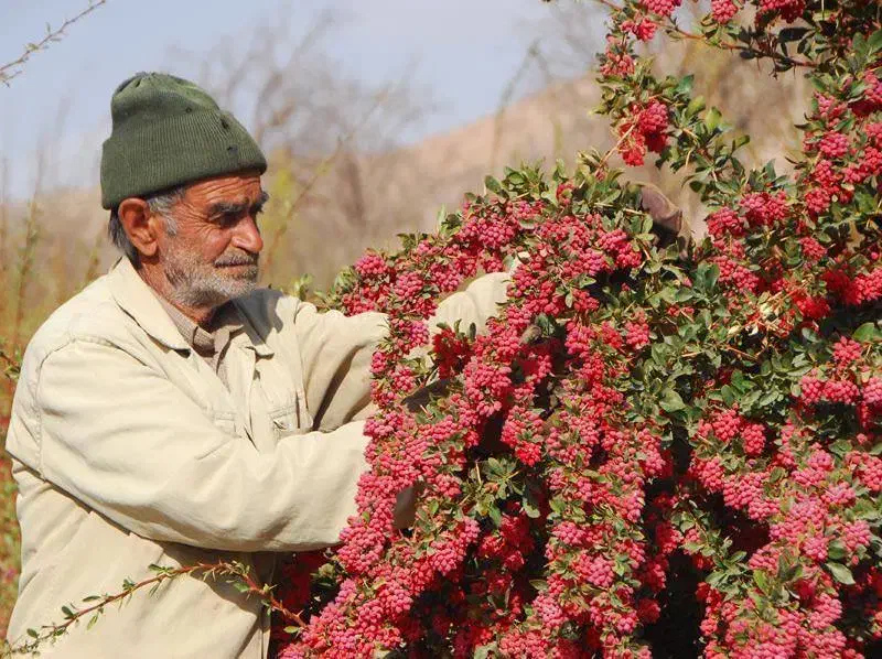 نهال زرشک سالم و آماده کاشت با ریشه قوی|خدمات باغبانی و درختکاری|تربت‌حیدریه, بازار|دیوار