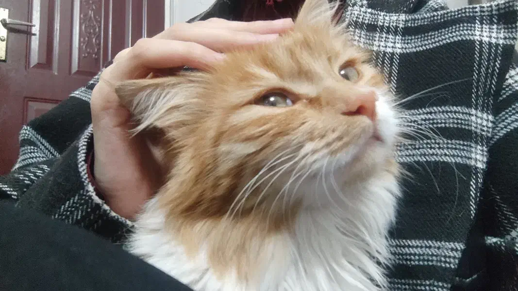 گربه|گربه|زنجان, |دیوار