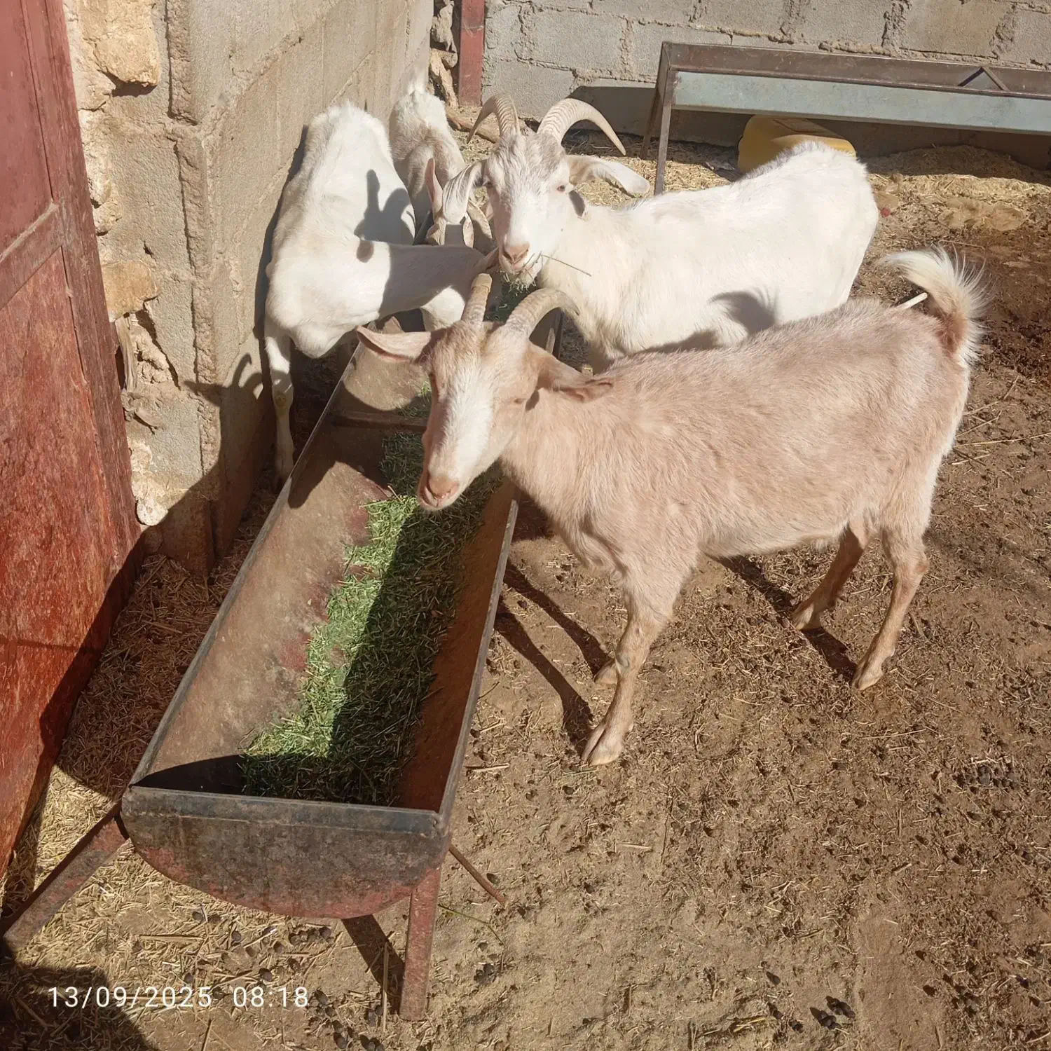 بز سانن|حیوانات مزرعه|اردل, |دیوار