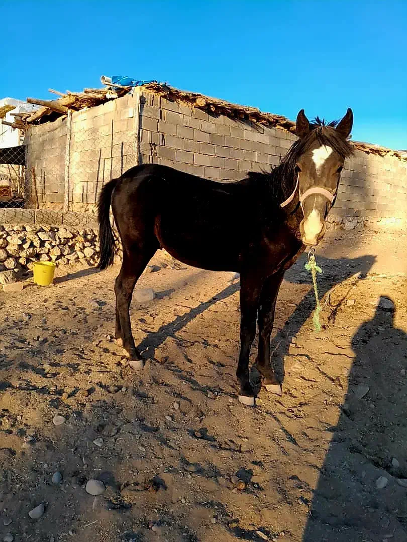 کره اسب فروشی|اسب و تجهیزات اسبسواری|شهرضا, |دیوار