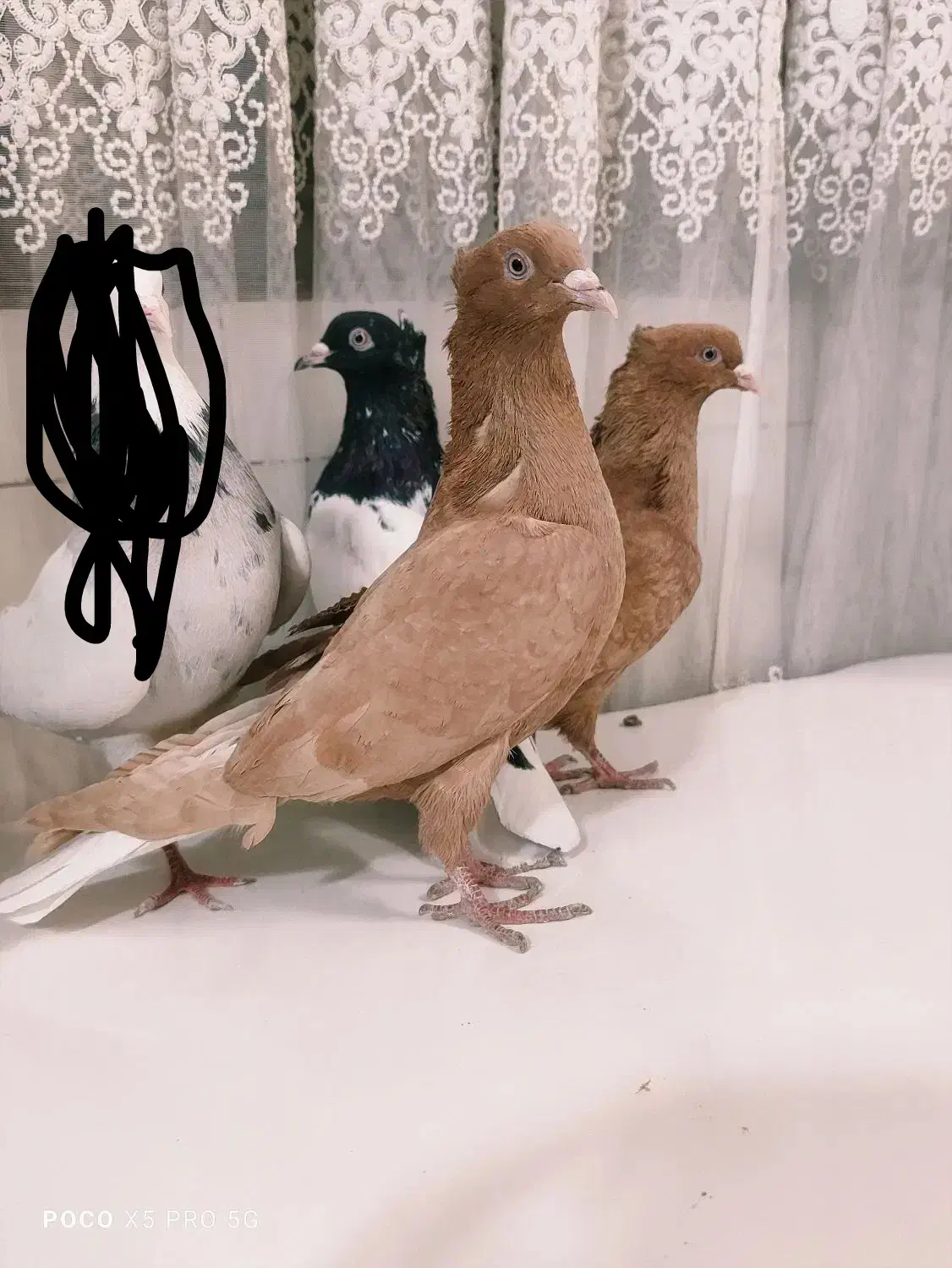 کبوتر|پرنده|اصفهان, حصه جنوبی|دیوار