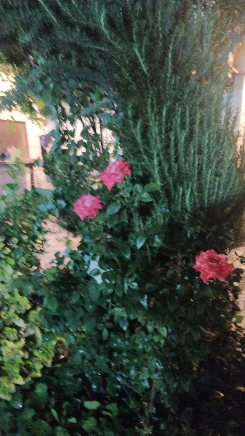 باغبانی و هرس درختان و گلها|خدمات باغبانی و درختکاری|تهران, باغ فیض|دیوار