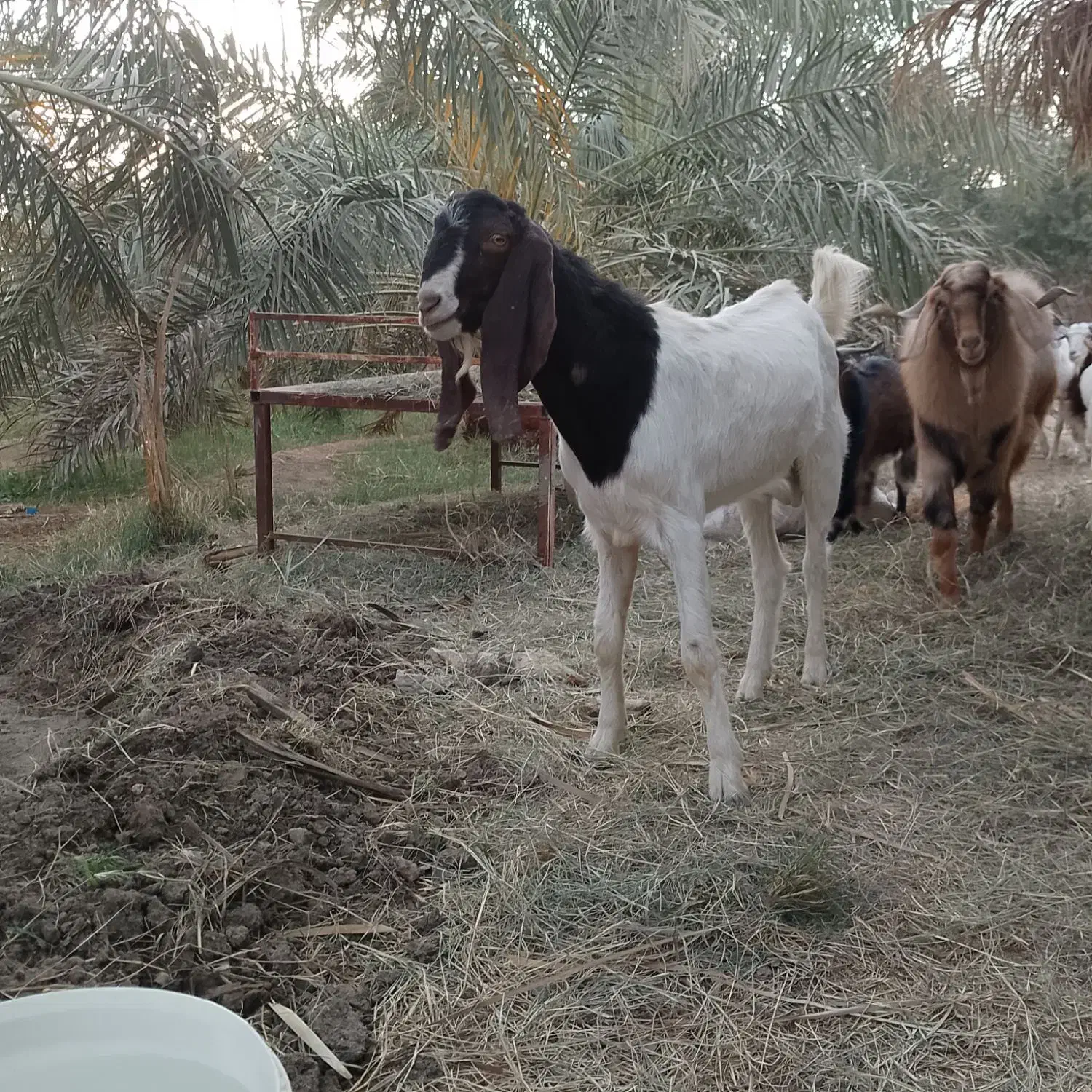 گوسفند|حیوانات مزرعه|نرماشیر, |دیوار