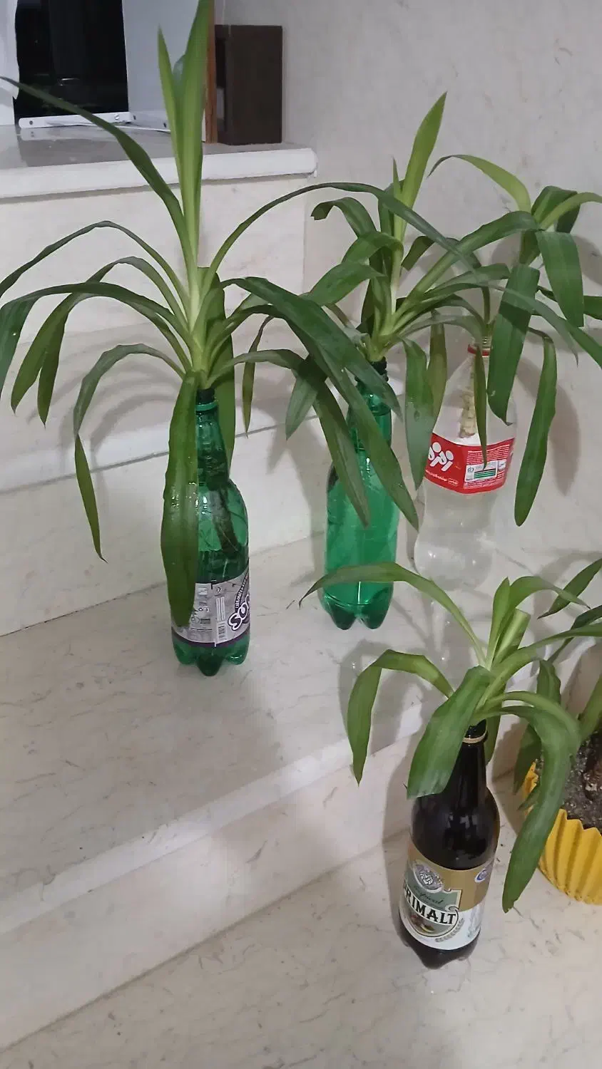 گل یوکا|گل و گیاه طبیعی|کرمانشاه, |دیوار