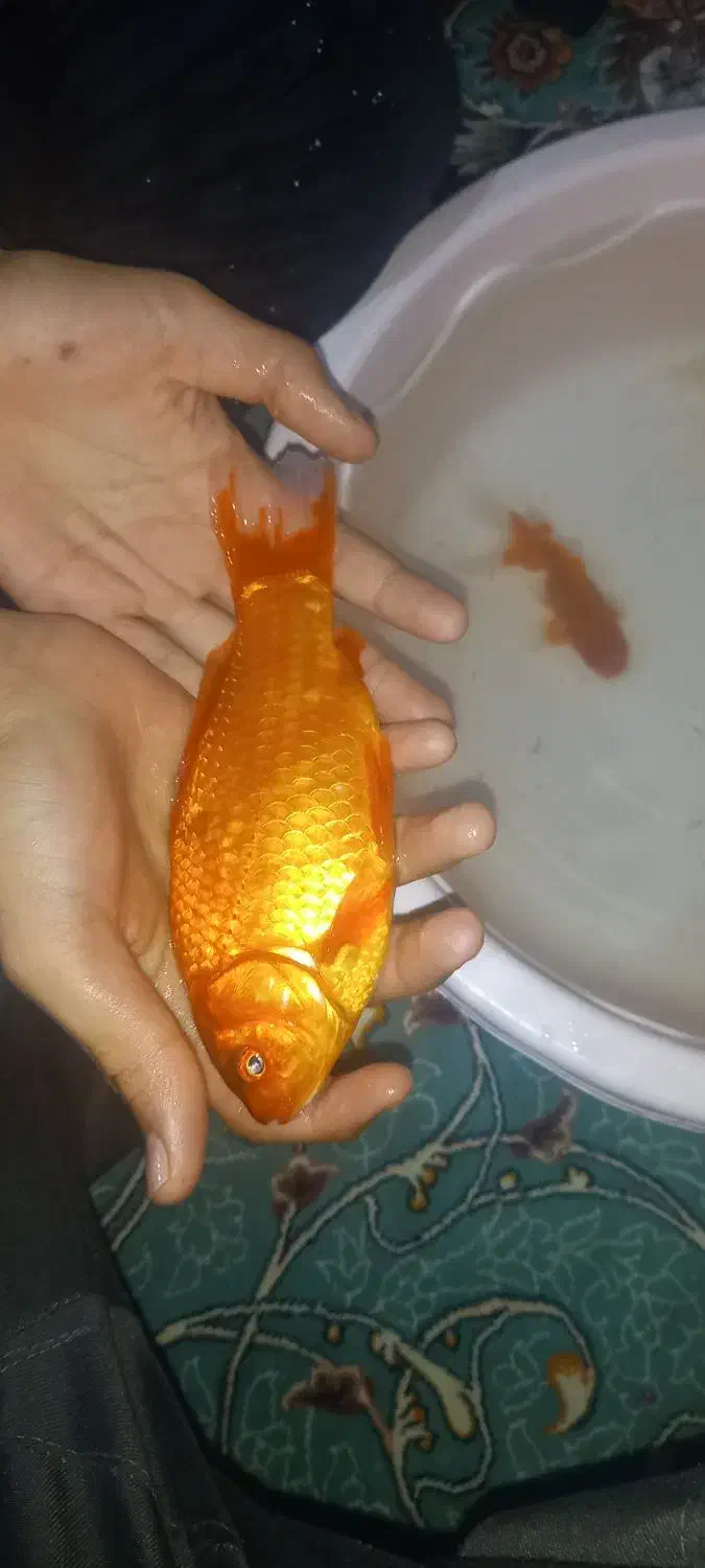 ماهی قرمز|ماهی|فولادشهر, B7|دیوار