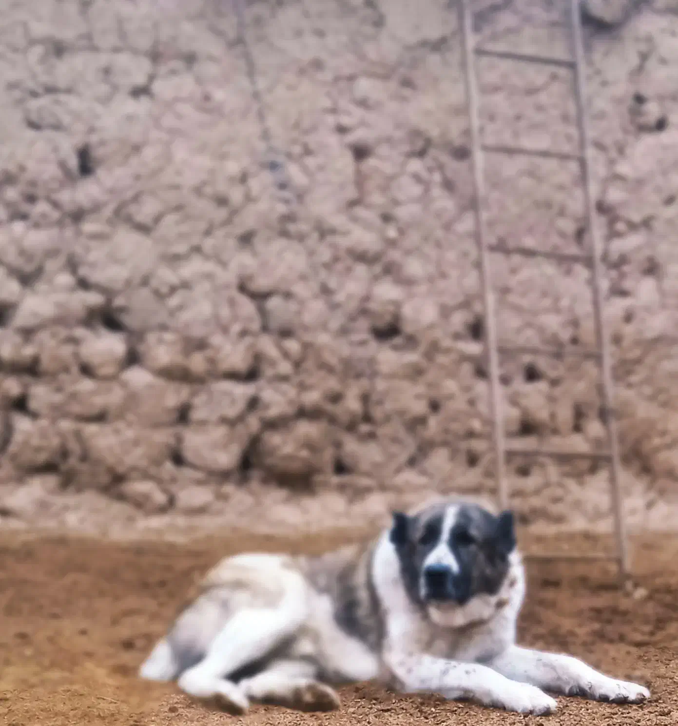 سگ  گله|سگ|مشهد, كنويست|دیوار