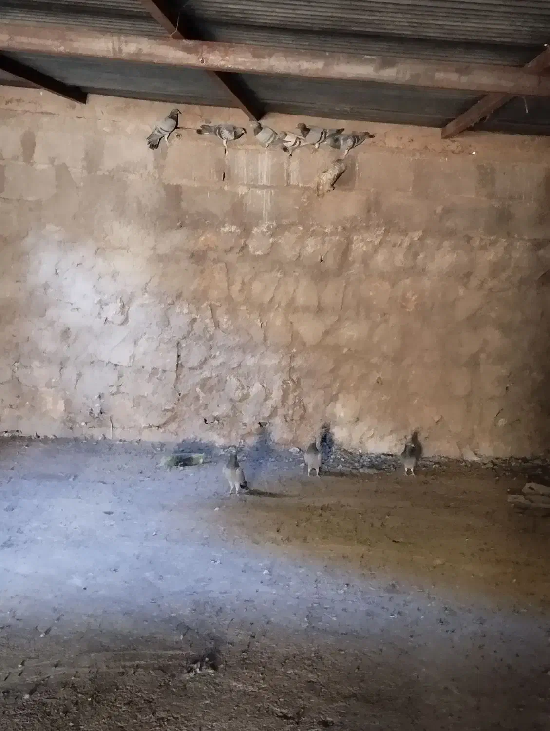 کبوتر مسافتی برگشته|پرنده|چرداول, |دیوار