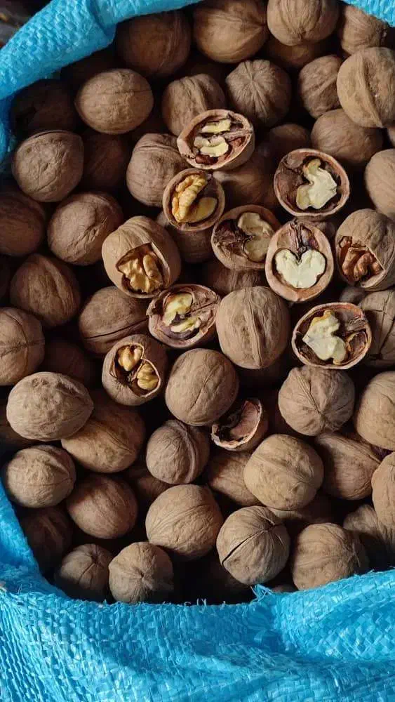 گردو‌ کاغذی درجه یک|خوردنی و آشامیدنی|شیراز, انجیر|دیوار