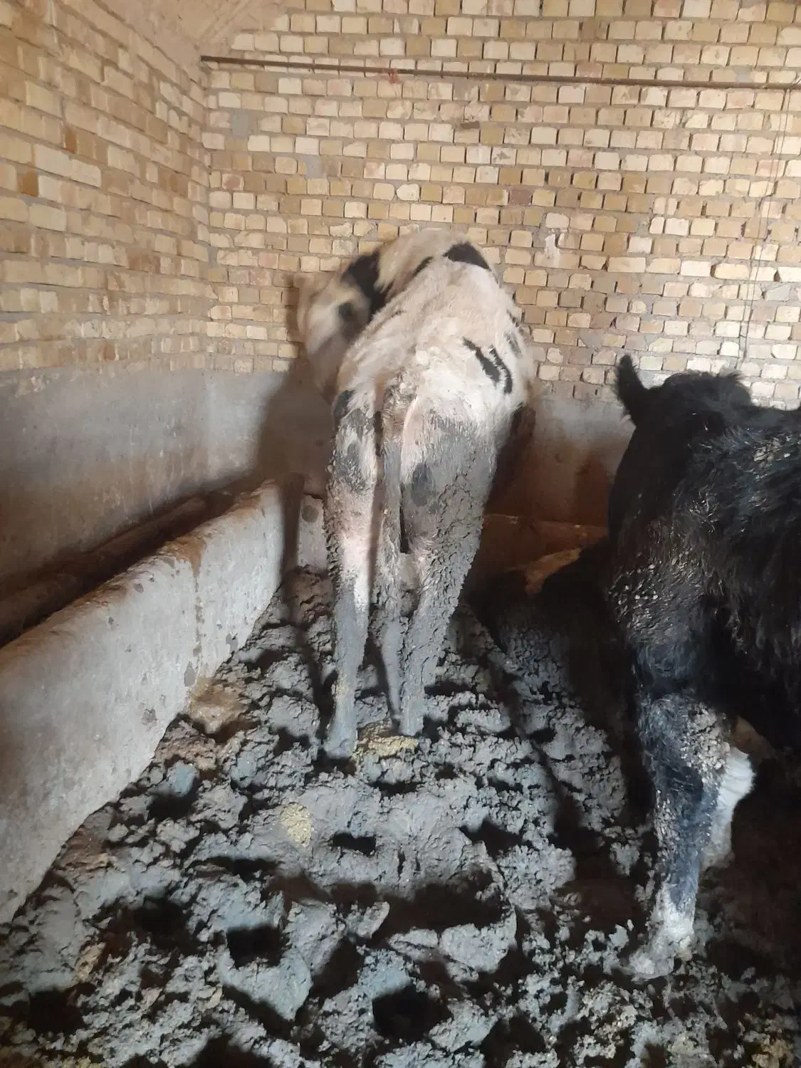 گوساله|حیوانات مزرعه|کبودرآهنگ, |دیوار