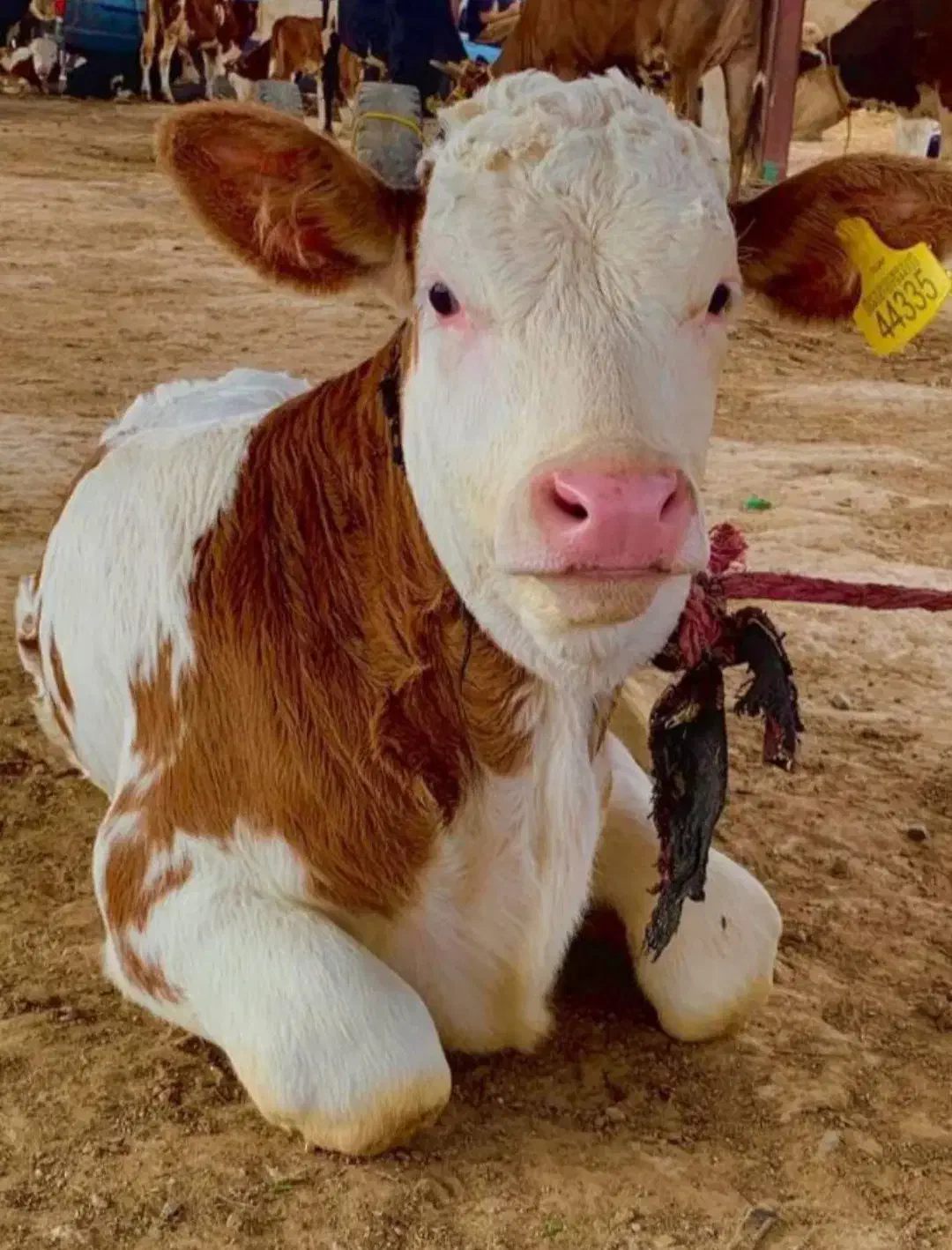 معاوضه گوساله با پرواری|حیوانات مزرعه|اقبالیه, |دیوار