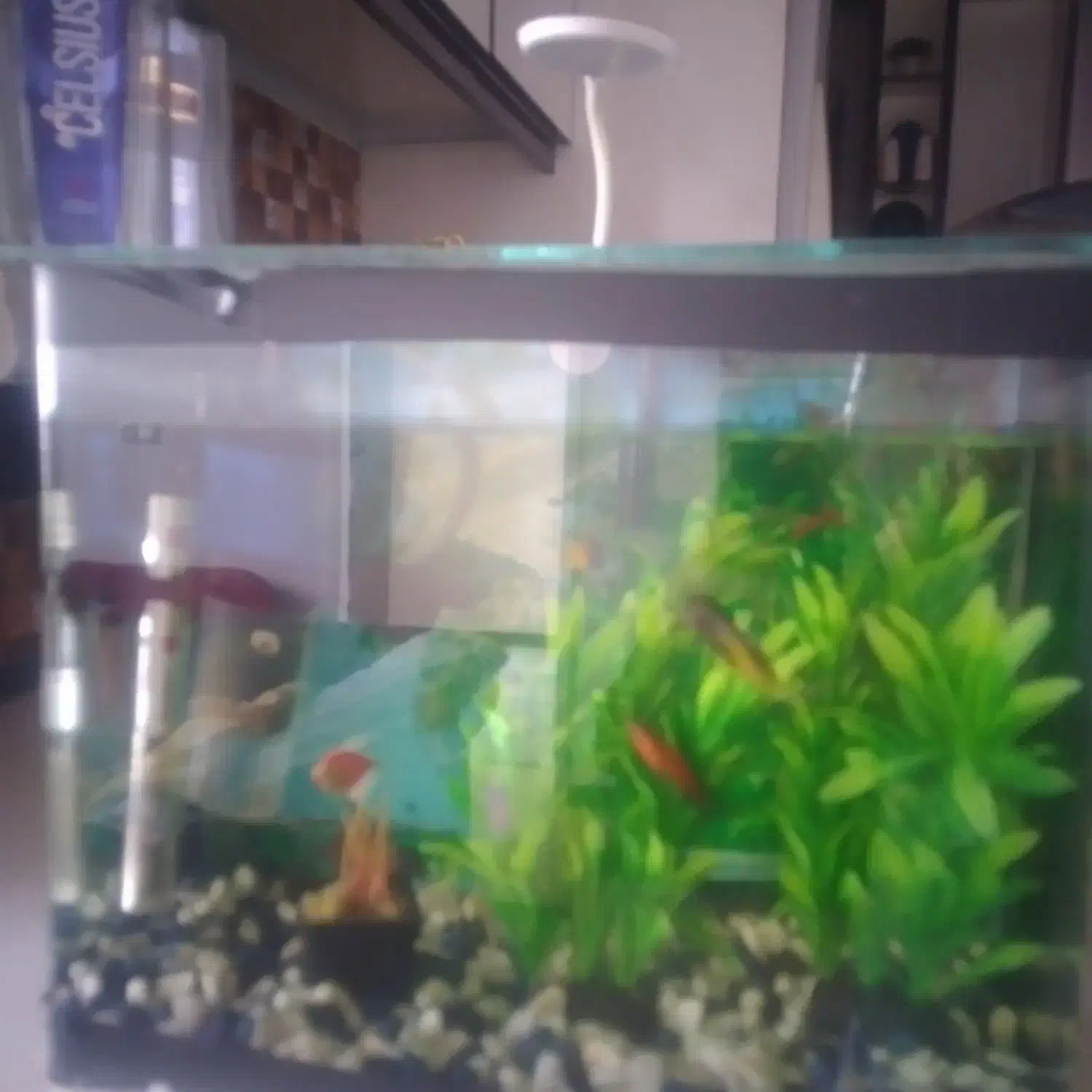 اکواریوم|ماهی|کوهسار (البرز), |دیوار