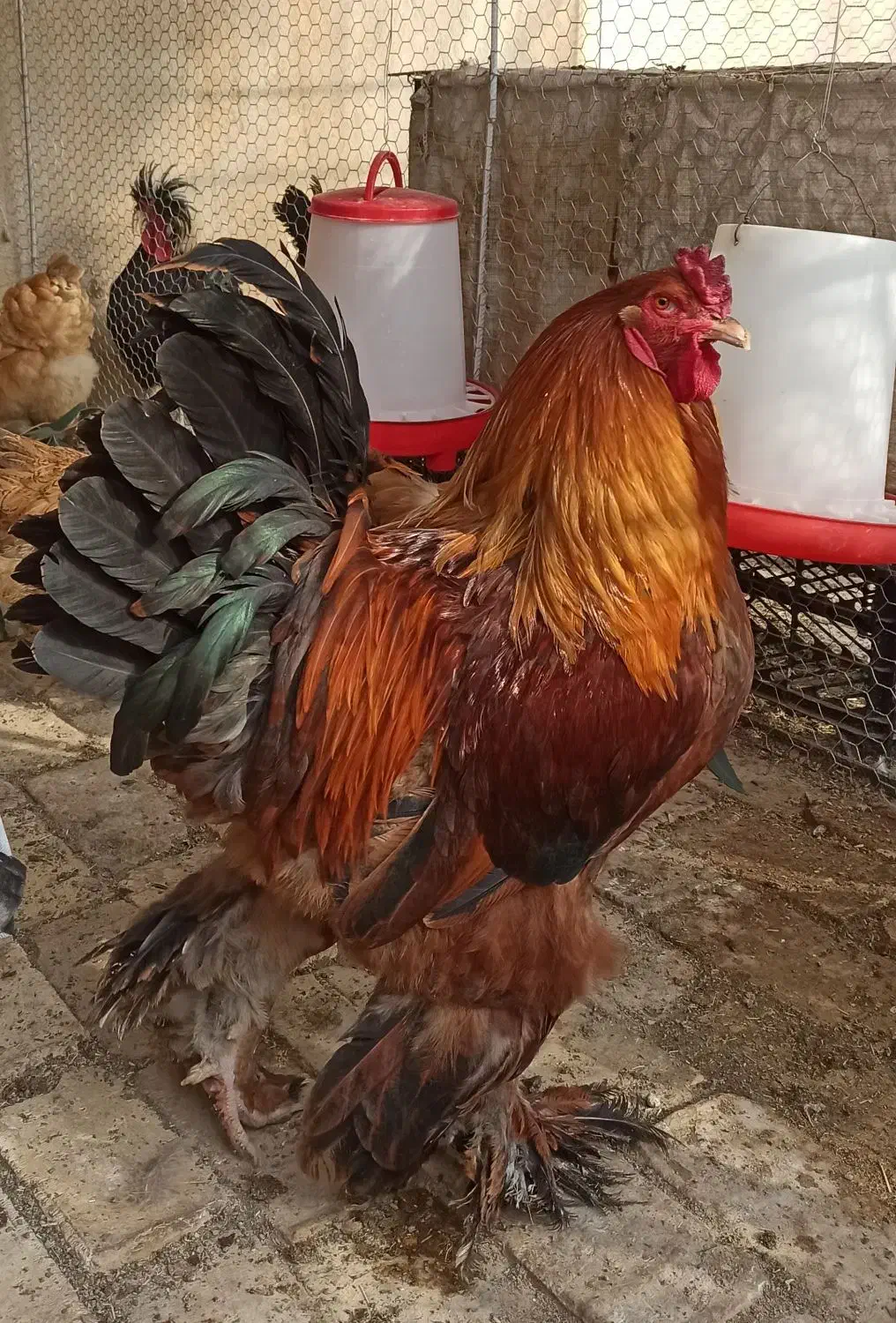 مرغ و خروس برهما|حیوانات مزرعه|جعفرآباد, |دیوار