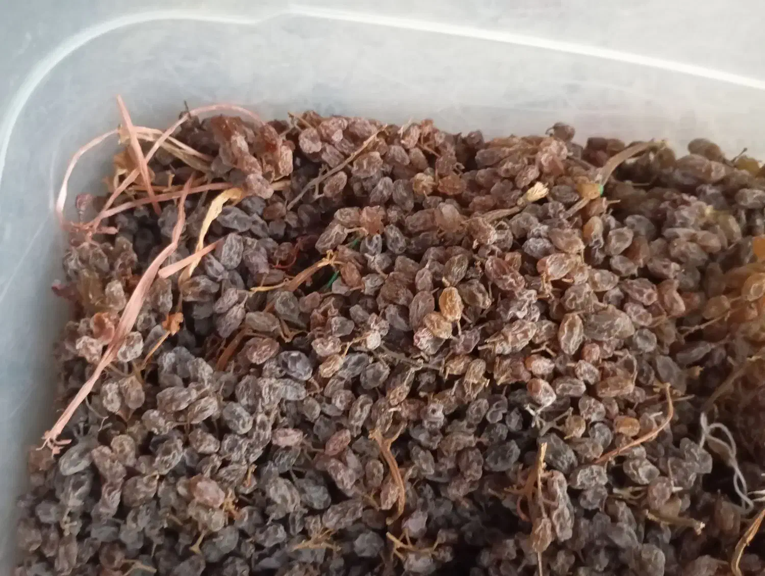 کشمش|خوردنی و آشامیدنی|اندیشه, اندیشه فاز ۲|دیوار