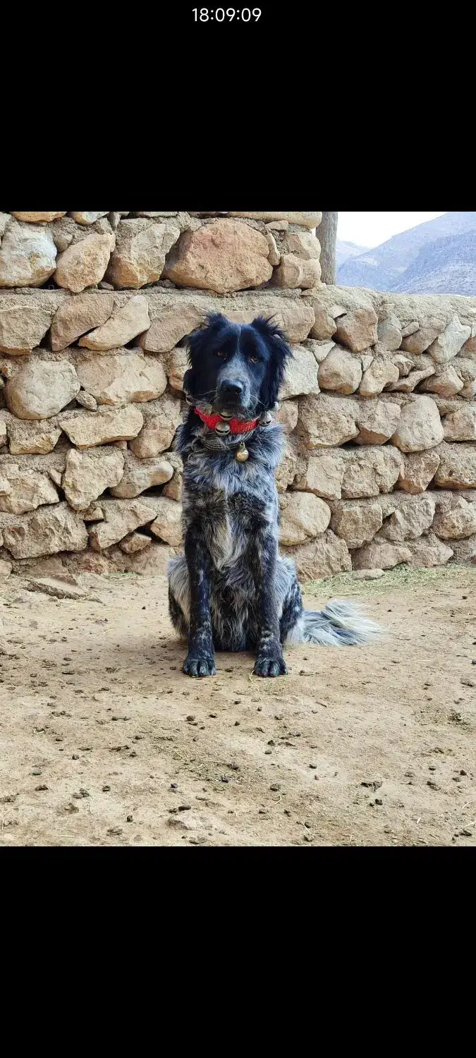 سگ قدرجونی|سگ|طسوج, |دیوار