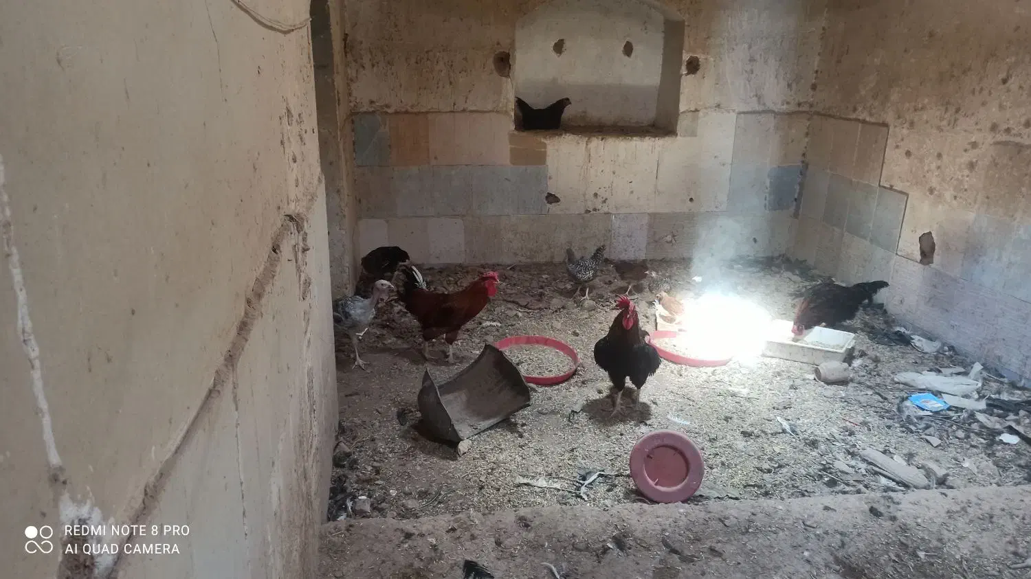 فروش مرغ و خروس|حیوانات مزرعه|باشتین, |دیوار